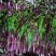 精品红菜苔，俗称神草，颜色鲜红