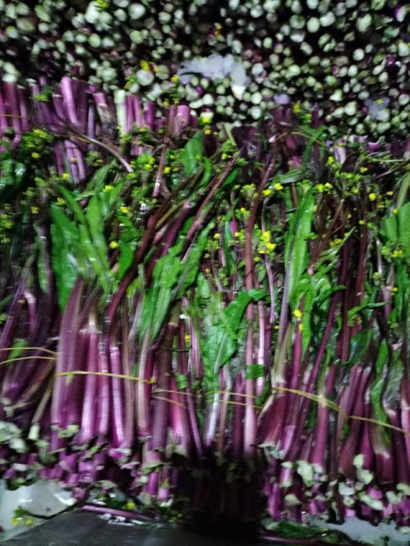 精品红菜苔，俗称神草，颜色鲜红