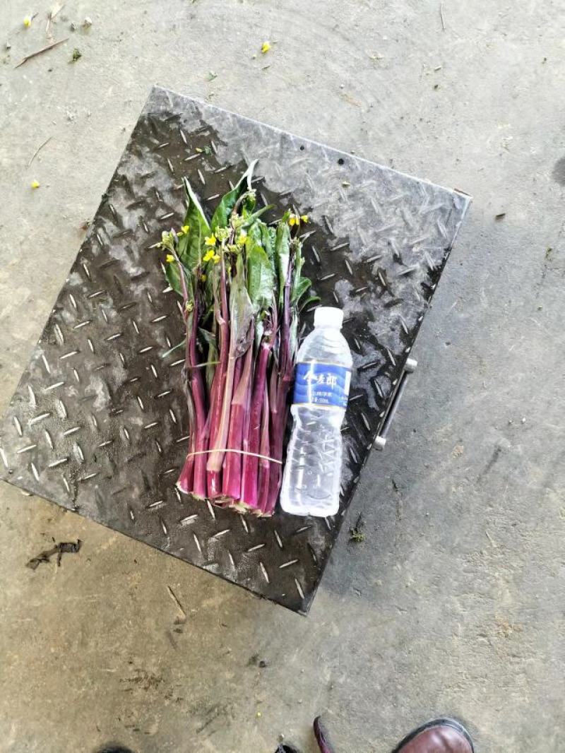 精品红菜苔，俗称神草，颜色鲜红