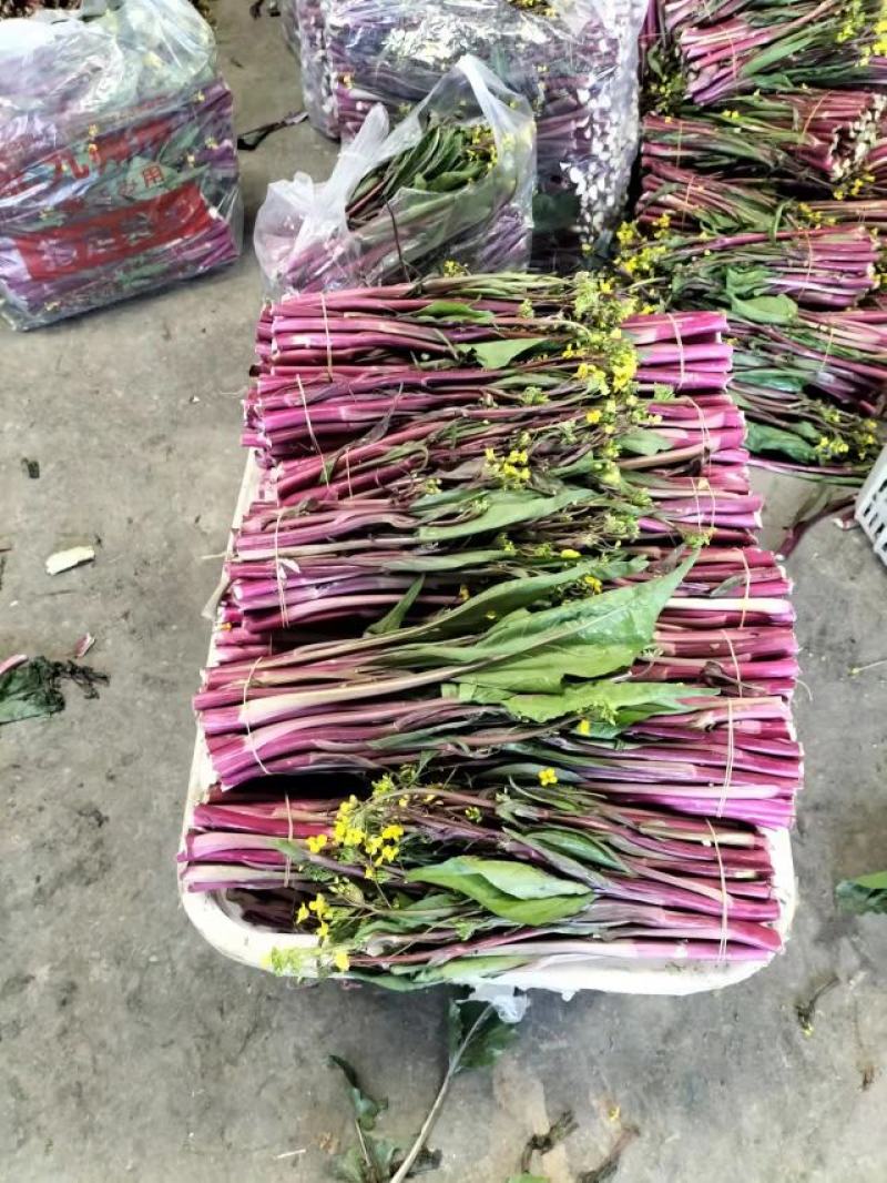 精品红菜苔，俗称神草，颜色鲜红