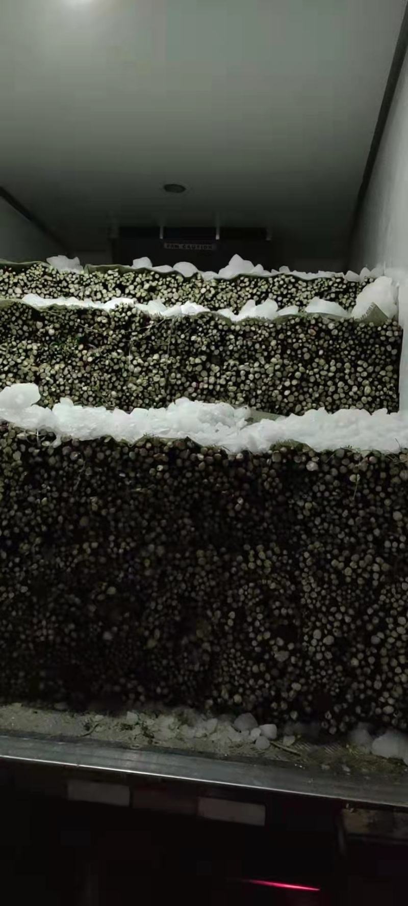 精品红菜苔，俗称神草，颜色鲜红