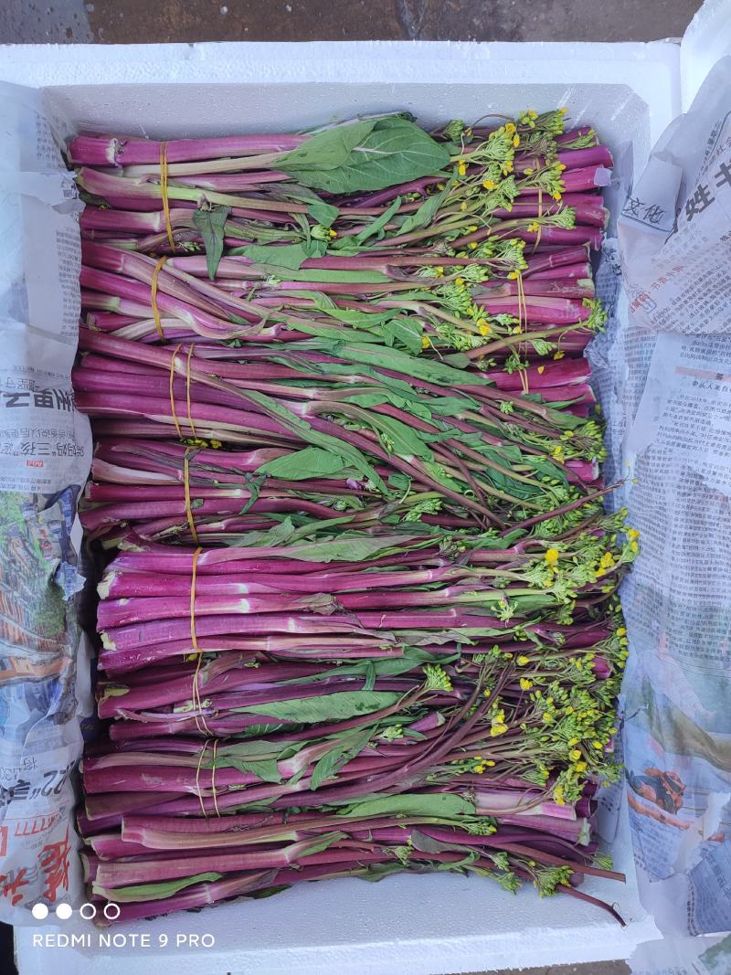 精品红菜苔，俗称神草，颜色鲜红