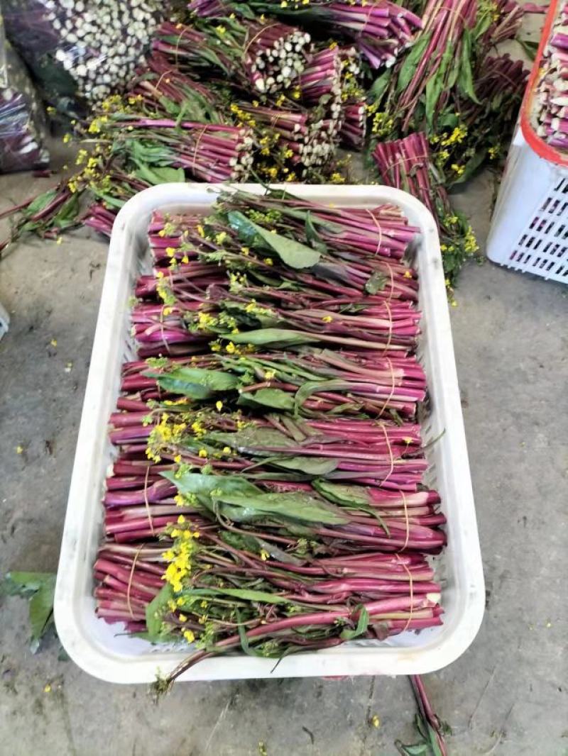 精品红菜苔，俗称神草，颜色鲜红