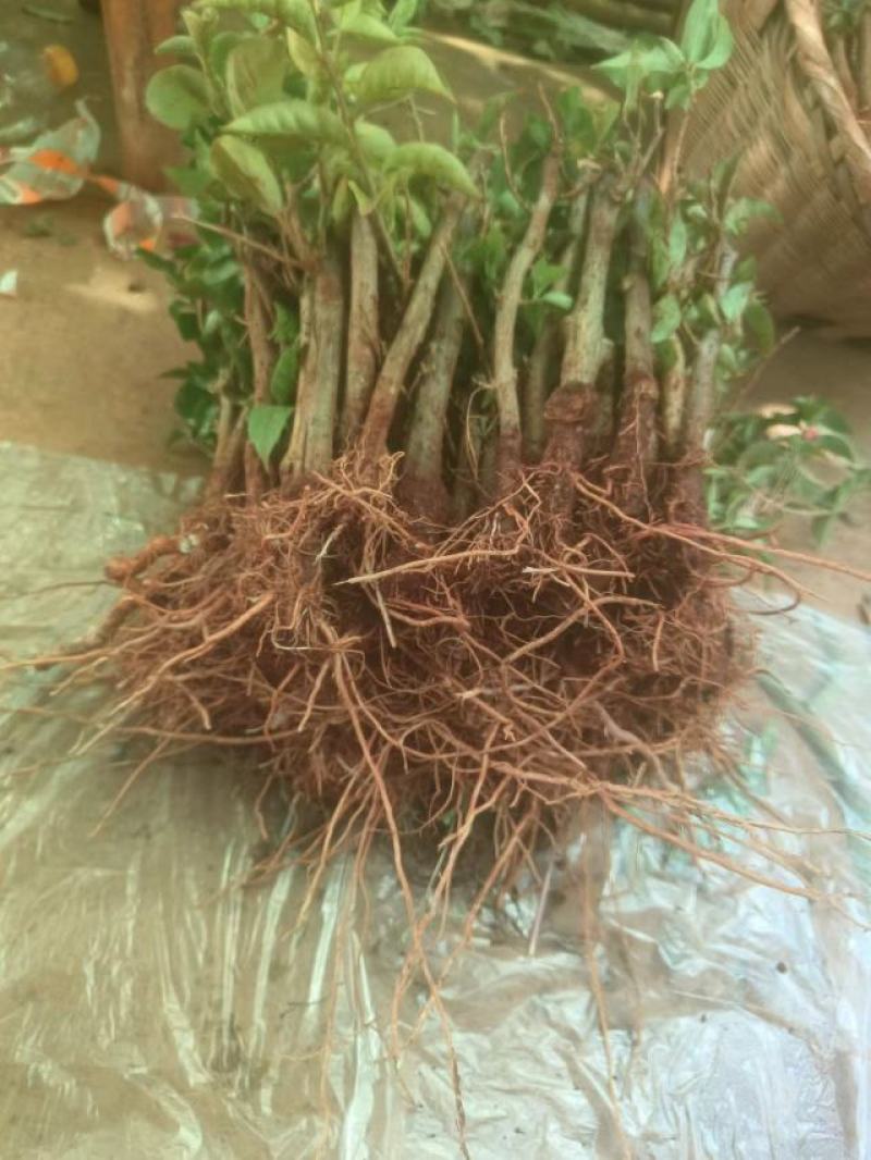 三角梅/地苗/杯苗/云南紫三角梅/三角花/叶子花/叶子梅