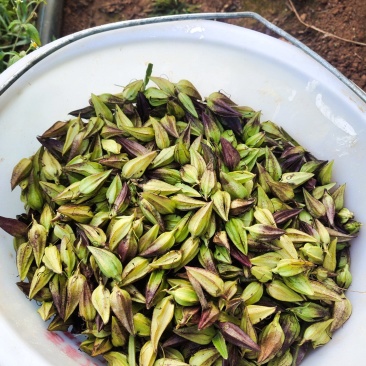 出售红根野蚕豆灵芝草（种子）