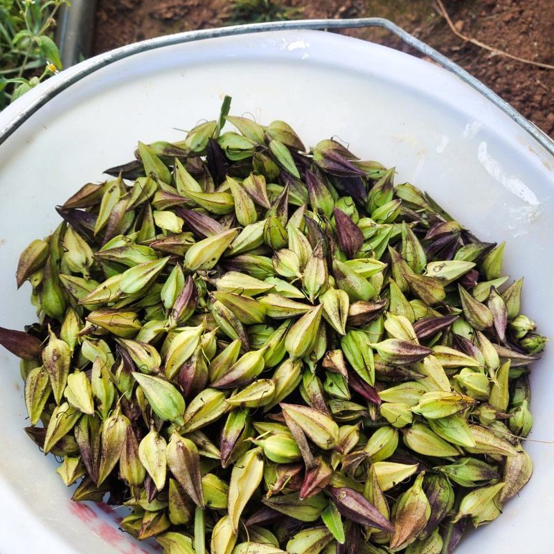出售红根野蚕豆灵芝草（种子）