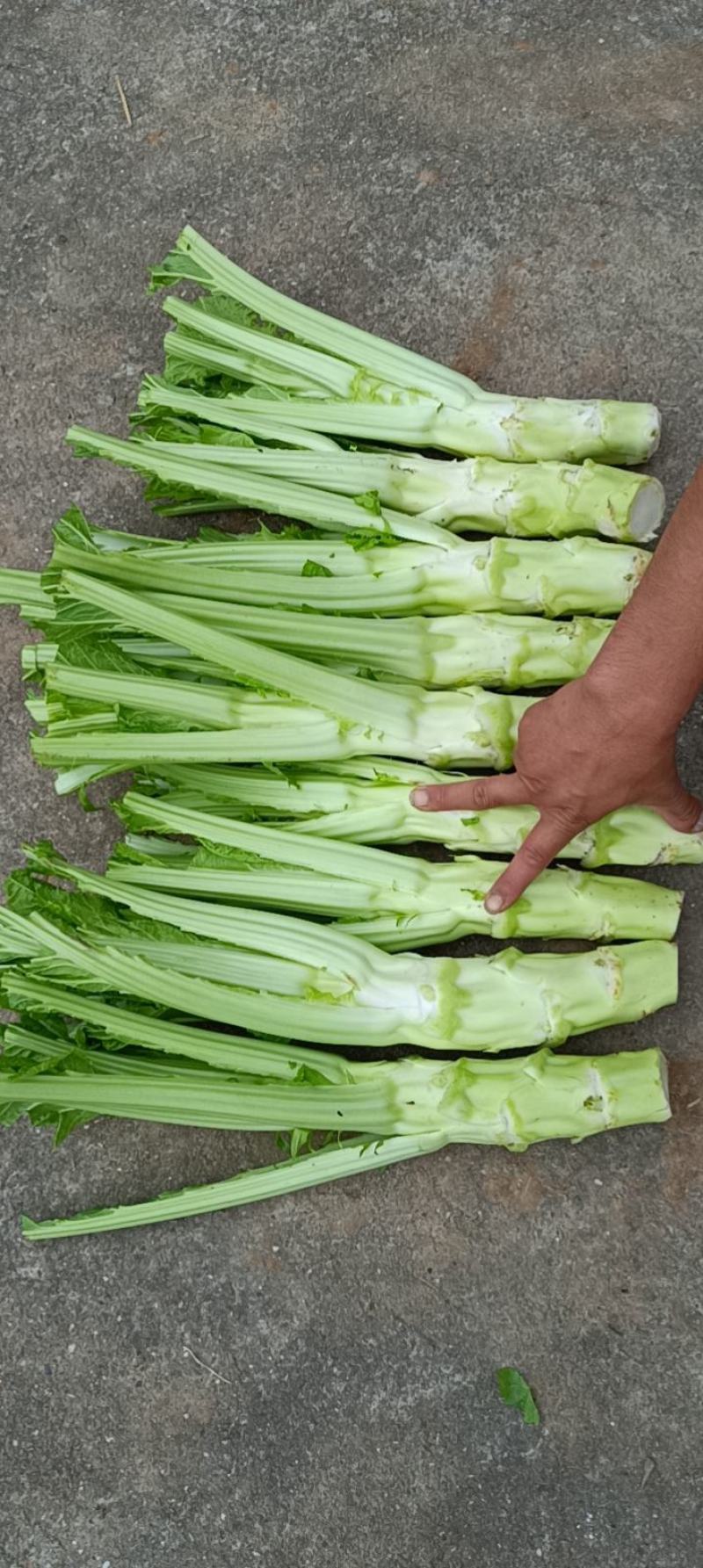本地（精品）大基地出的棒子菜！价格安逸！大青棒