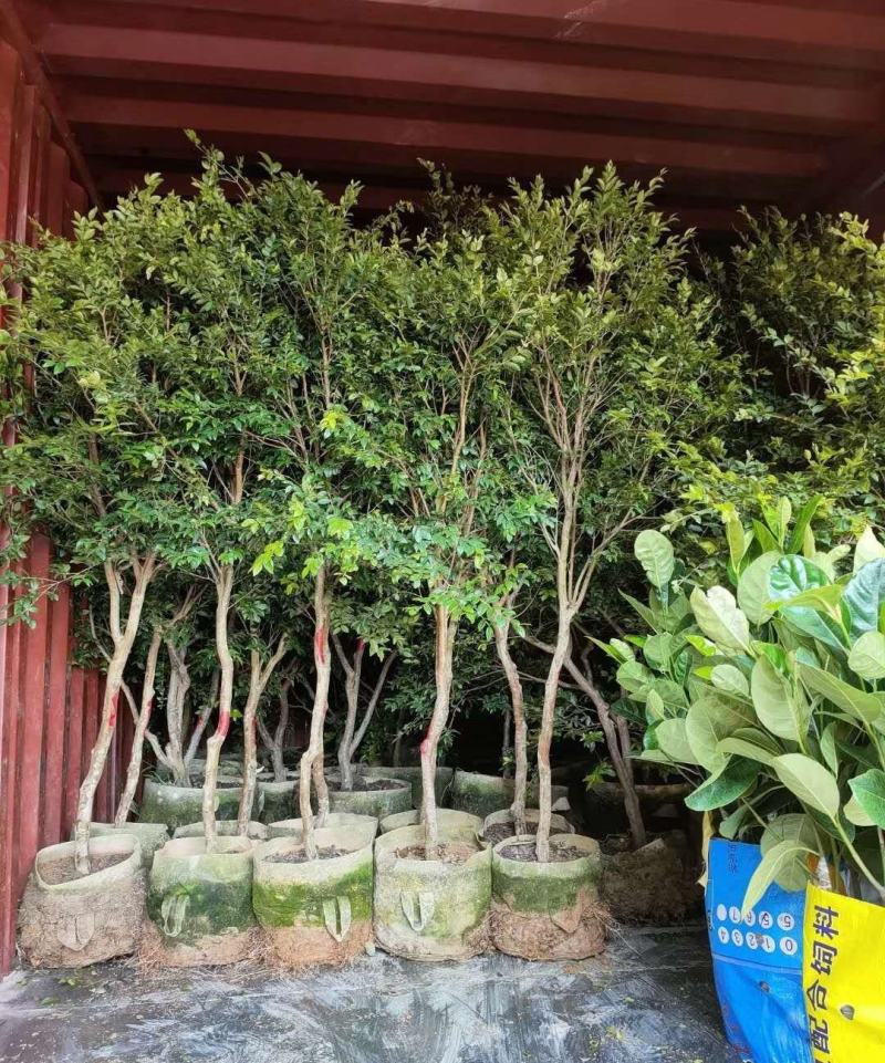 纯绿色无公害农产品，嘉宝果（树葡萄）好吃不上火