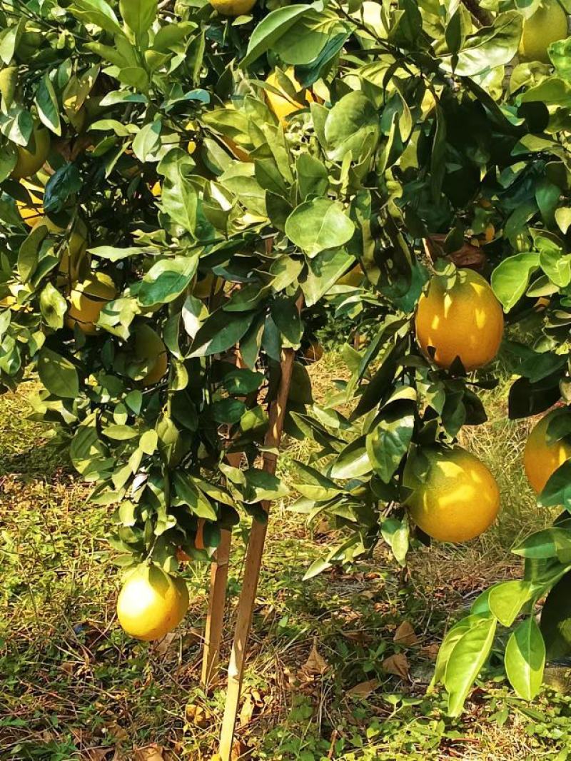 精品脐橙一手货源视频看货果皮果面干净颜色好