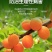 鲁丰速溶硼肥料保花保果叶面肥瓜果蔬菜果树药材花卉通用