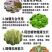 鲁丰速溶硼肥料保花保果叶面肥瓜果蔬菜果树药材花卉通用
