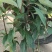 香樟容器苗，自家基地，无中间商，苗好，成活率高，量大从优