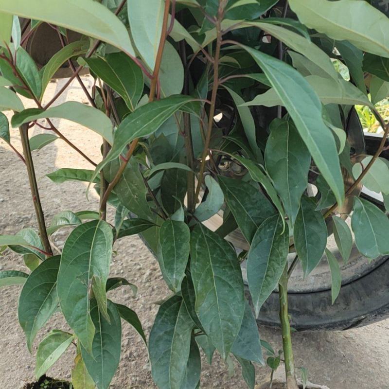 香樟容器苗，自家基地，无中间商，苗好，成活率高，量大从优
