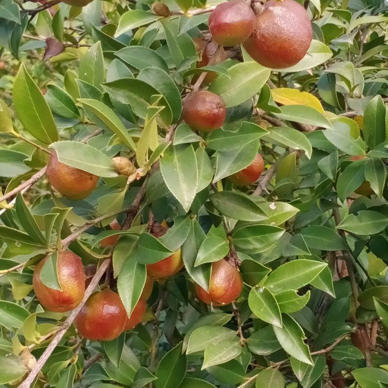 常鑫生态油茶合作社，市场总监。