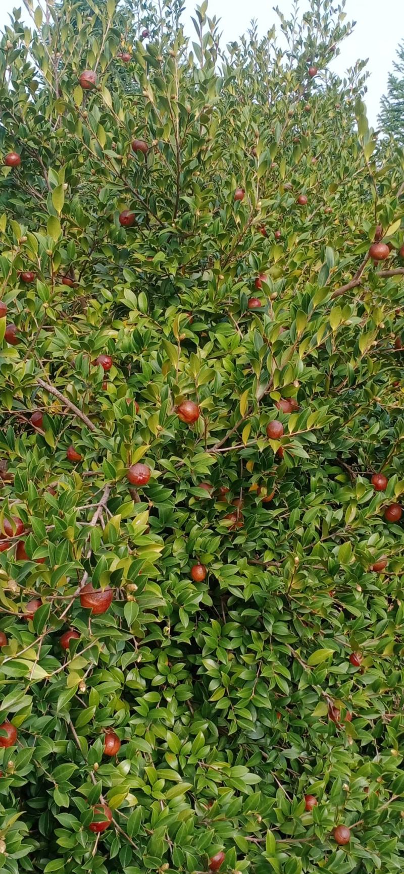 常鑫生态油茶合作社，市场总监。