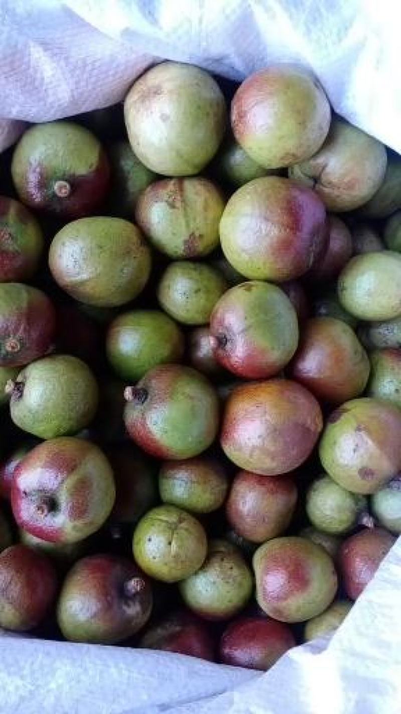 常鑫生态油茶合作社，市场总监。