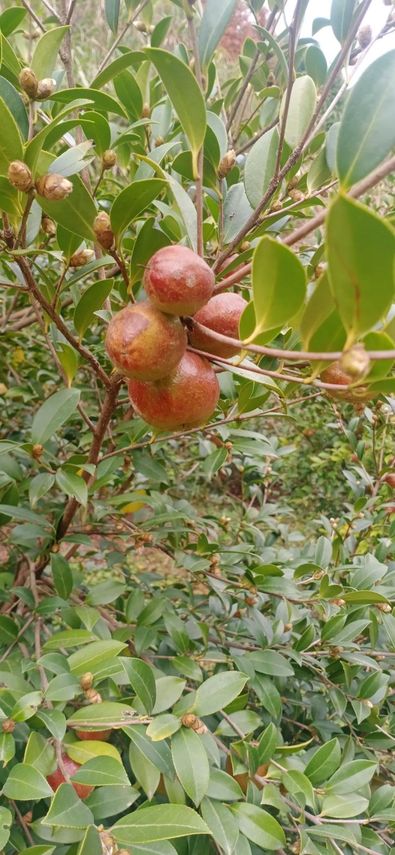 常鑫生态油茶合作社，市场总监。