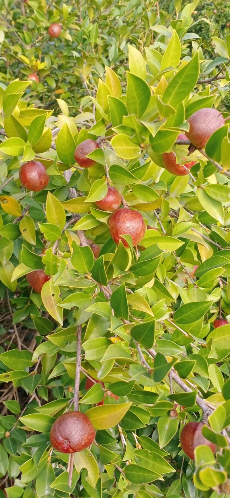 常鑫生态油茶合作社，市场总监。