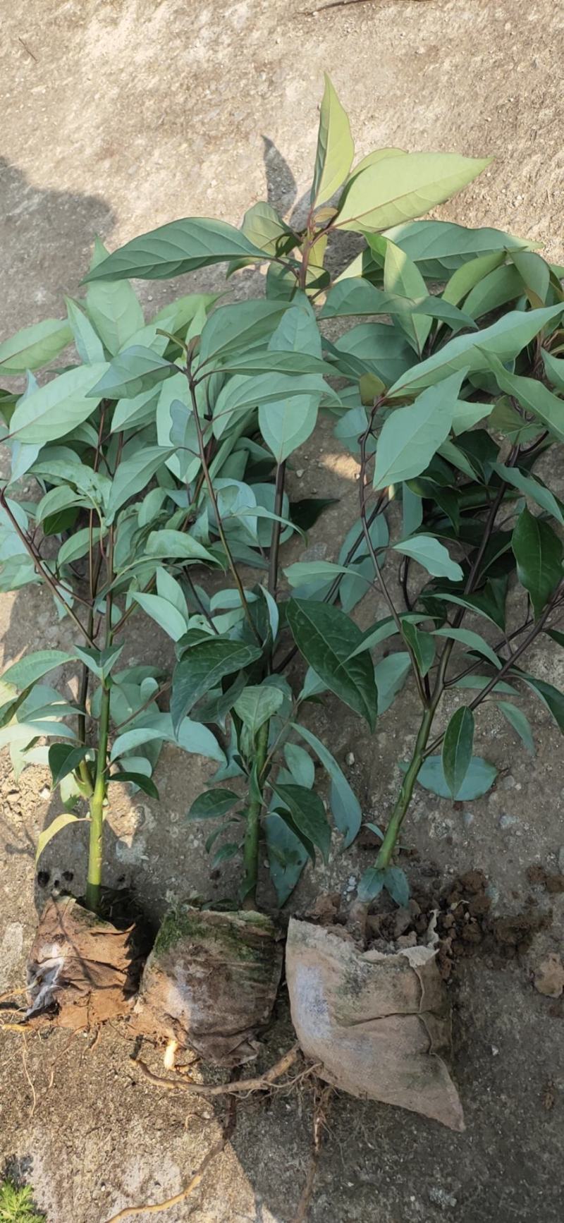 香樟容器苗，自家基地，无中间商，苗好，成活率高，量大从优