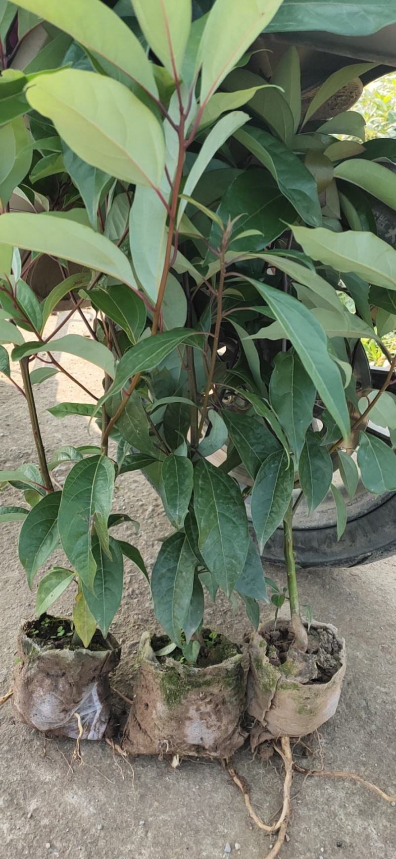 香樟容器苗，自家基地，无中间商，苗好，成活率高，量大从优