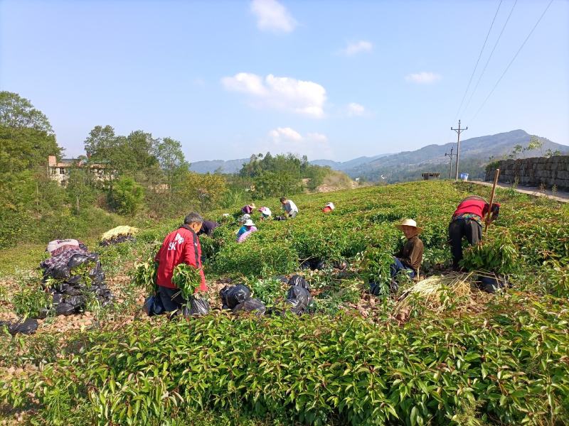 香樟容器苗，自家基地，无中间商，苗好，成活率高，量大从优