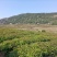 香樟容器苗，自家基地，无中间商，苗好，成活率高，量大从优