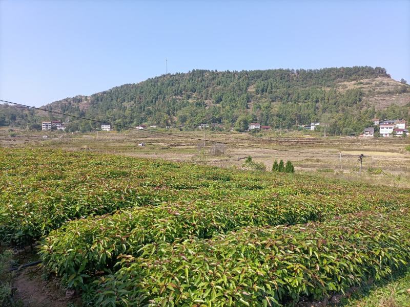 香樟容器苗，自家基地，无中间商，苗好，成活率高，量大从优