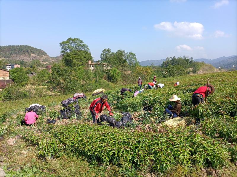 香樟容器苗，自家基地，无中间商，苗好，成活率高，量大从优