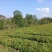 香樟容器苗，自家基地，无中间商，苗好，成活率高，量大从优