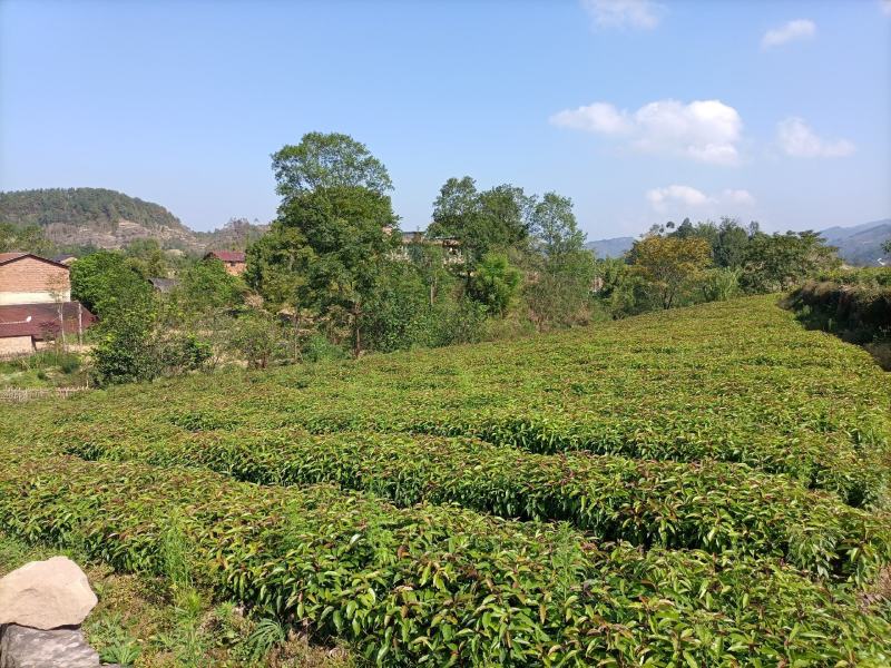 香樟容器苗，自家基地，无中间商，苗好，成活率高，量大从优