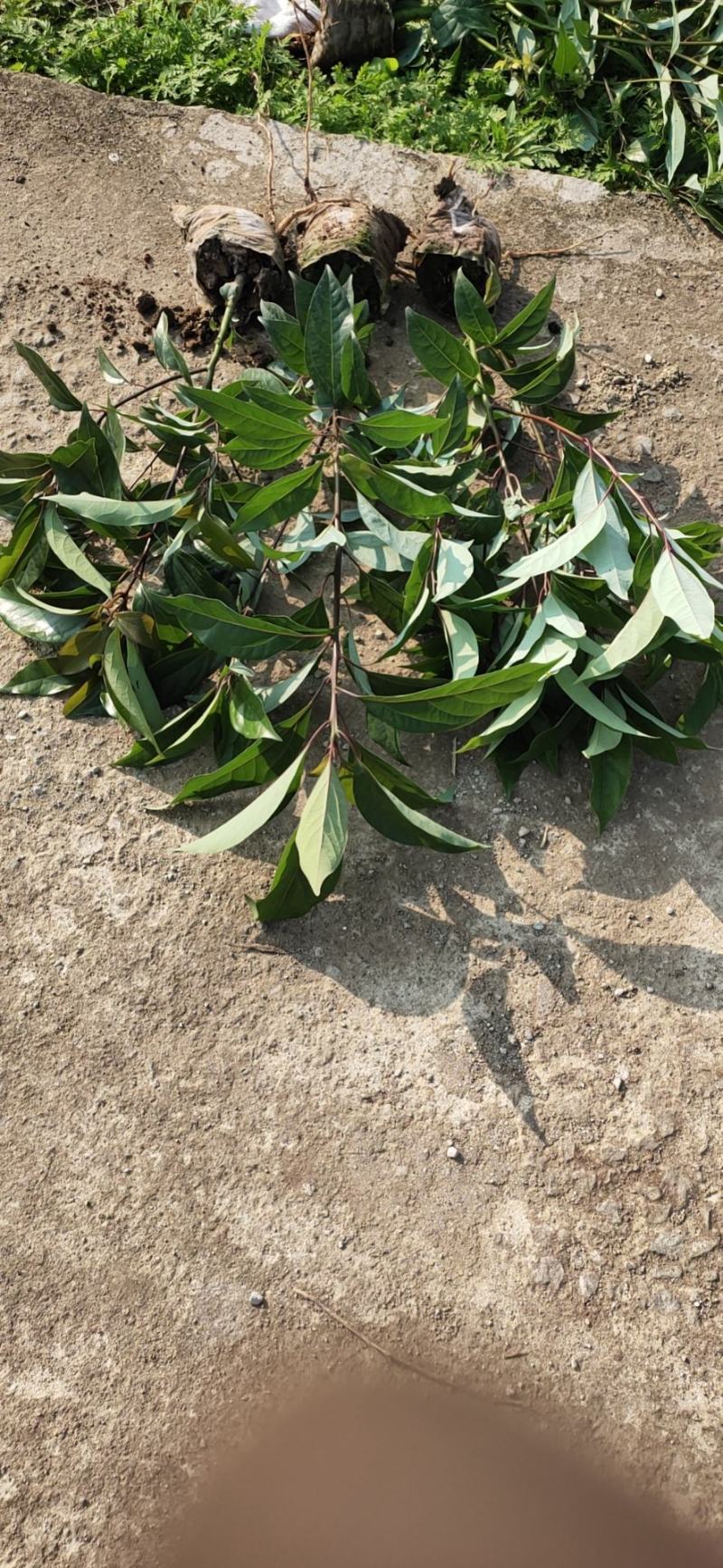 香樟容器苗，自家基地，无中间商，苗好，成活率高，量大从优