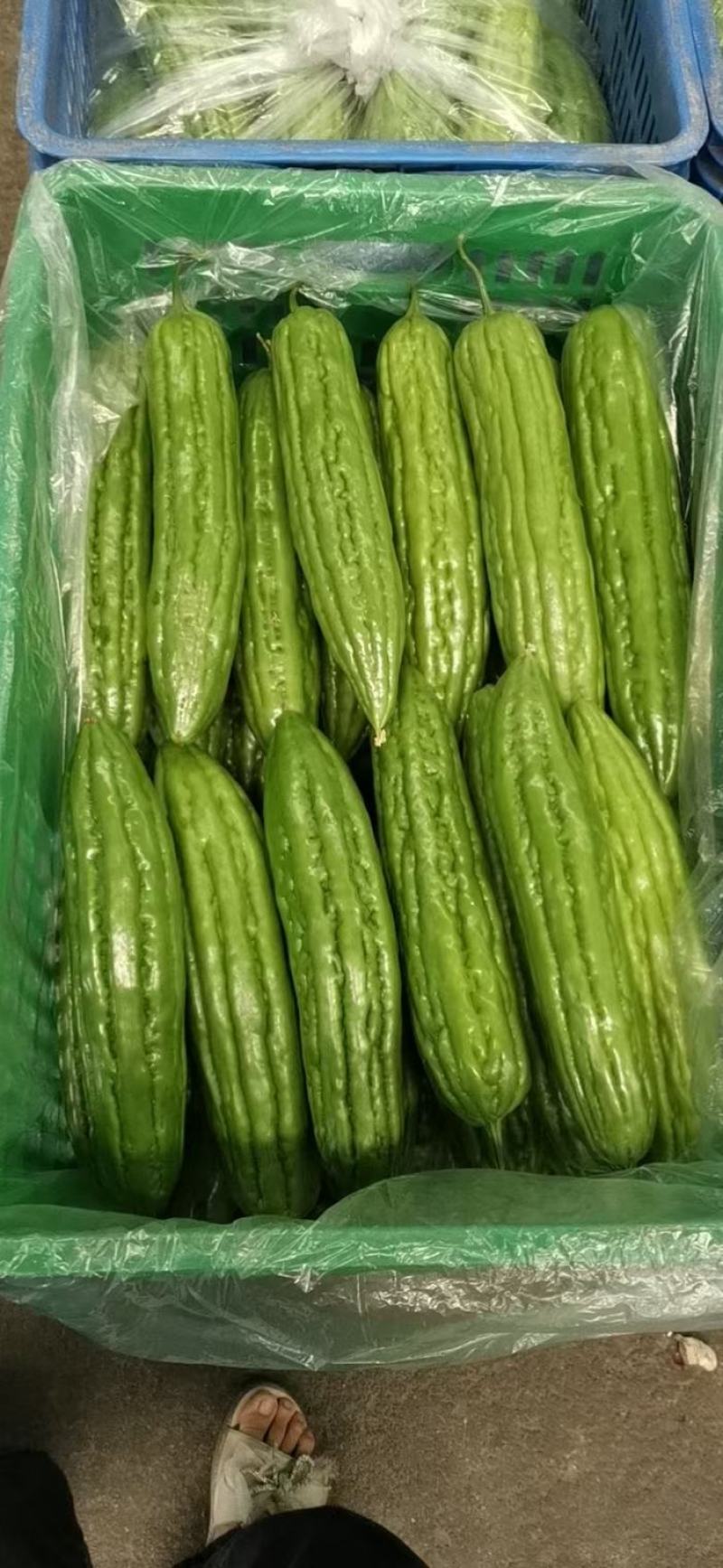 广东本地苦瓜，大珍珠苦瓜小珍珠苦瓜，