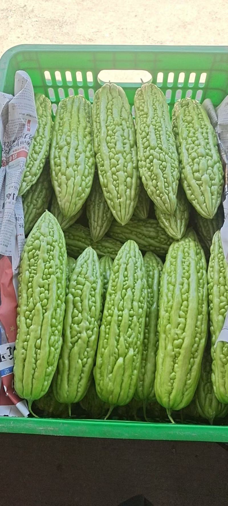 广东本地苦瓜，大珍珠苦瓜小珍珠苦瓜，