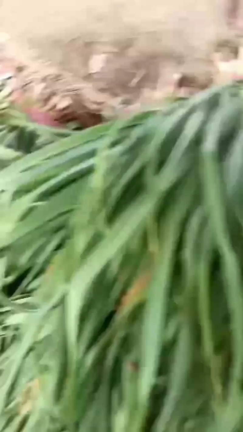 河南新乡封丘县鲁岗镇千亩红根蒜苗供应品质优，三块降到一块