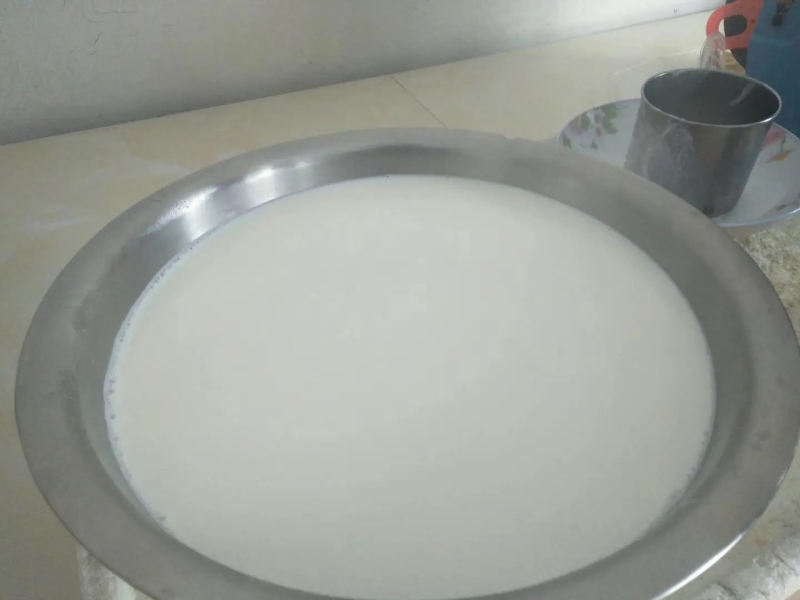 鲜羊奶，萨能奶山羊，日产日产百余斤鲜羊奶