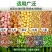 手推式种花生玉米播种机小型机器农用多功能施肥播种大豆工具