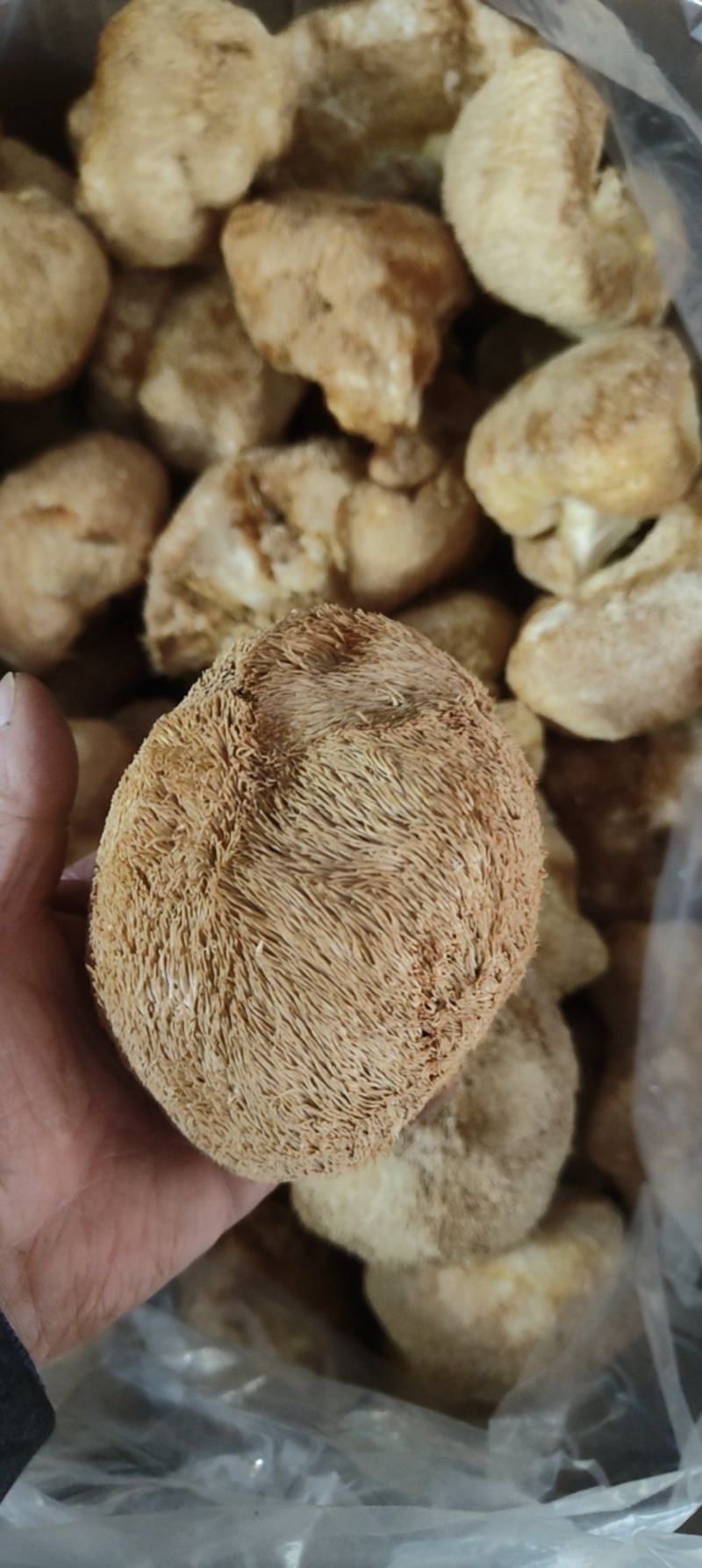 精品猴头质量非常好个个有男人拳头大