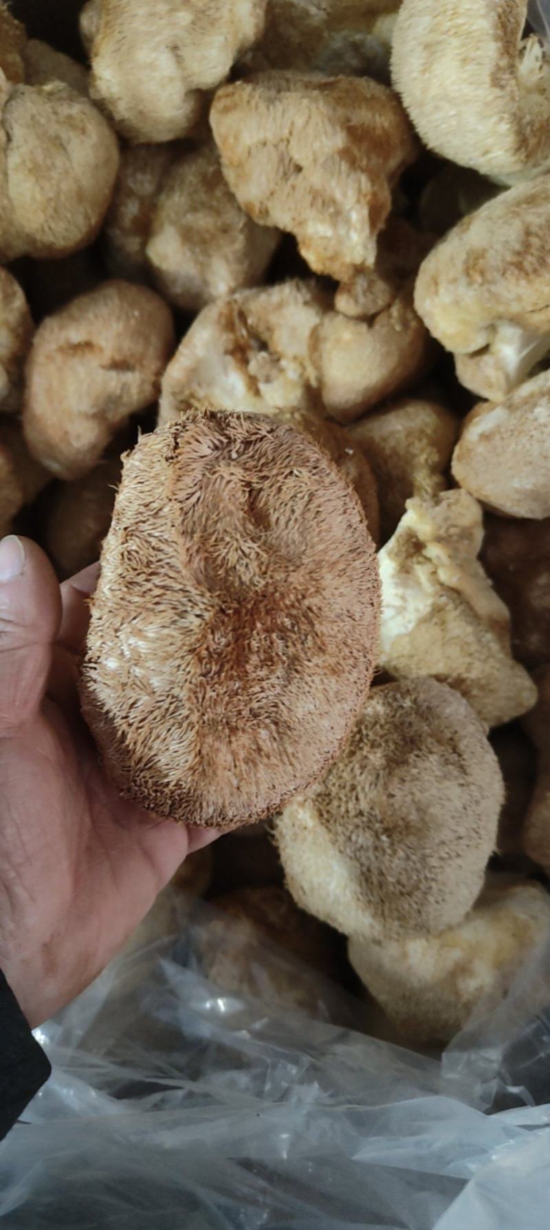 精品猴头质量非常好个个有男人拳头大