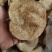 精品猴头质量非常好个个有男人拳头大