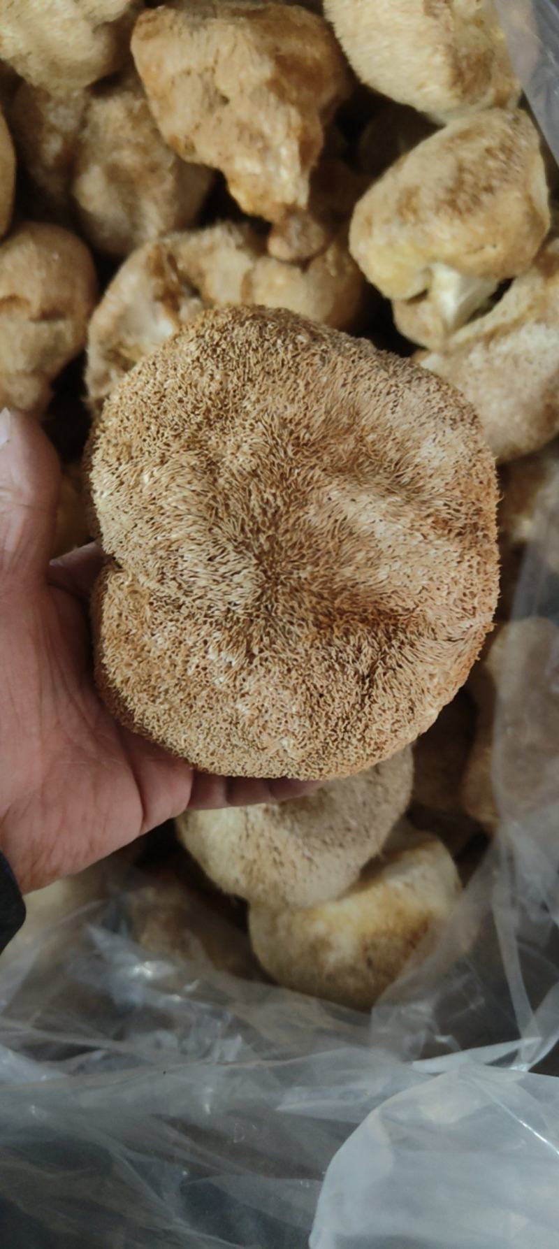 精品猴头质量非常好个个有男人拳头大