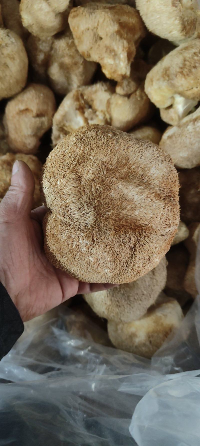 精品猴头质量非常好个个有男人拳头大