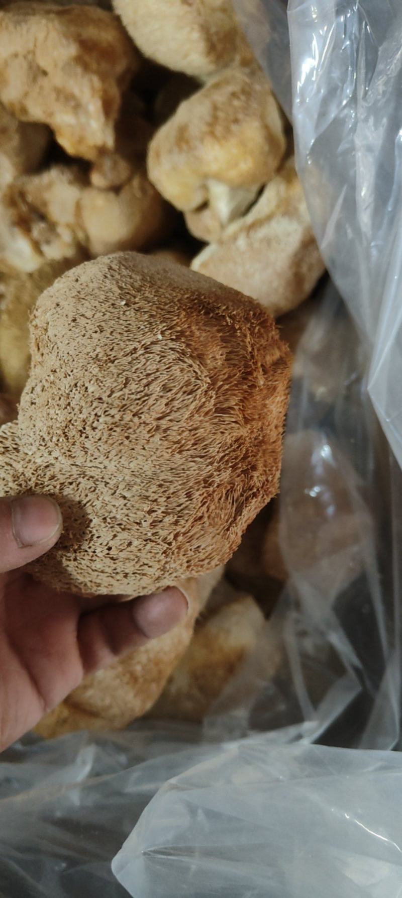精品猴头质量非常好个个有男人拳头大