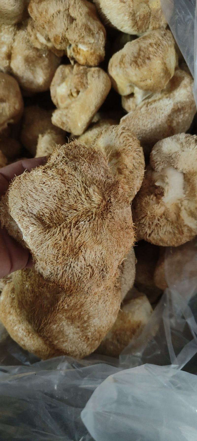 精品猴头质量非常好个个有男人拳头大
