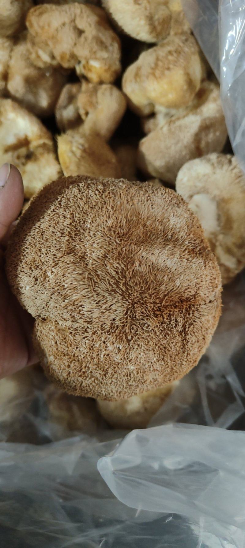 精品猴头质量非常好个个有男人拳头大