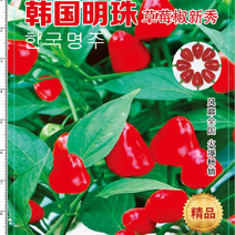 草莓椒种子大果型韩国明珠草莓椒种子朝天椒种子