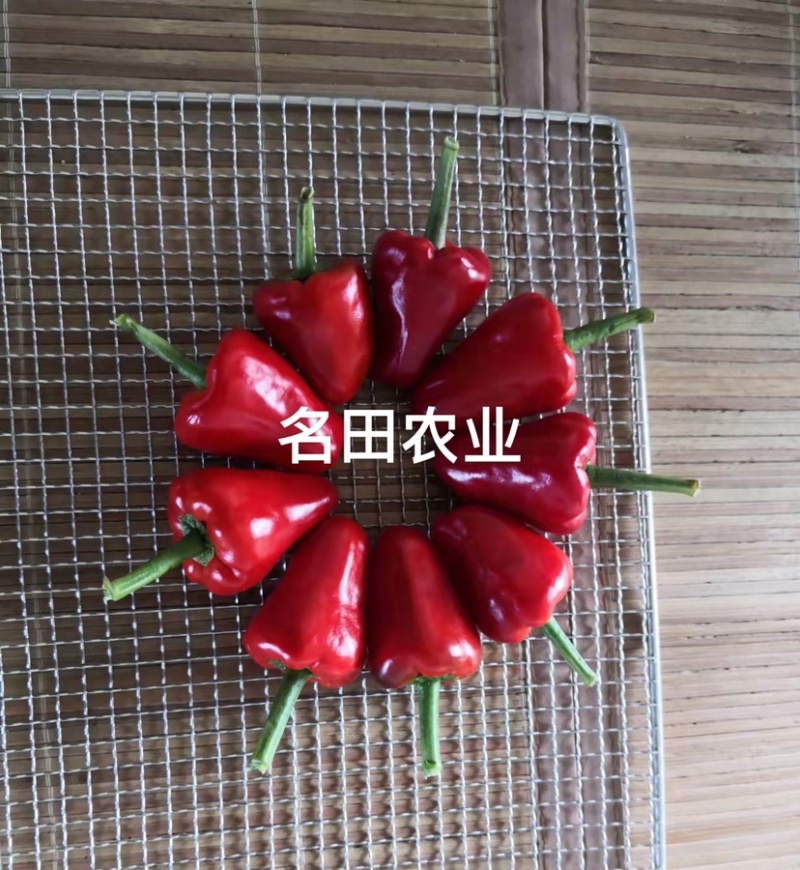 草莓椒种子大果型韩国明珠草莓椒种子朝天椒种子