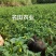 草莓椒种子大果型韩国明珠草莓椒种子朝天椒种子