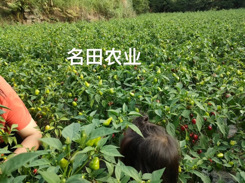 草莓椒种子大果型韩国明珠草莓椒种子朝天椒种子