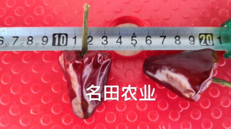 草莓椒种子大果型韩国明珠草莓椒种子朝天椒种子
