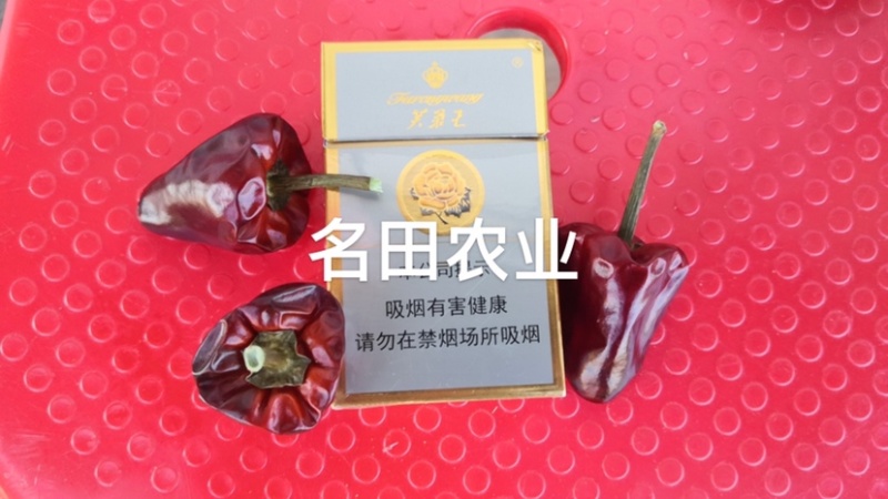 草莓椒种子大果型韩国明珠草莓椒种子朝天椒种子